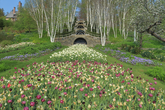 Naumkeag Tulip Garden and Birches