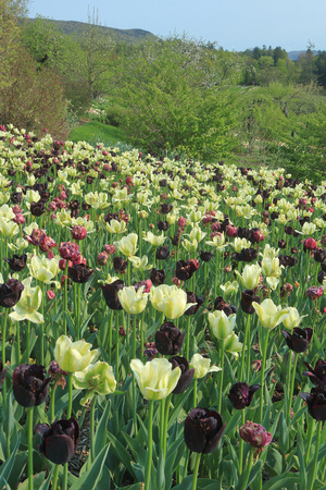 Naumkeag Tulips Queen of the Night and Sunny Prince