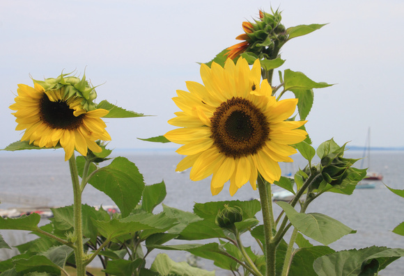 Sunflowers by the Ocean