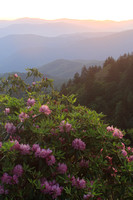 Catawba Rhododendron and Smoky Mountain View