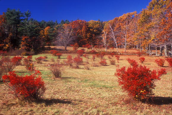 Blueberry Meadow in Autumn