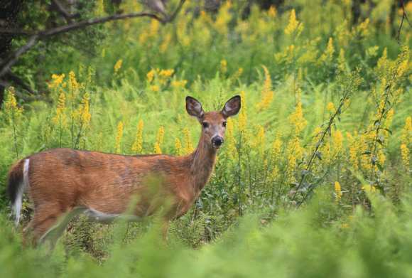 Whitetail Deer in Goldenrod Meadow