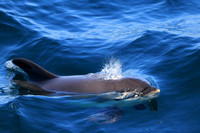 Atlantic White Sided Dolphin