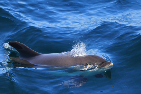 Atlantic White Sided Dolphin