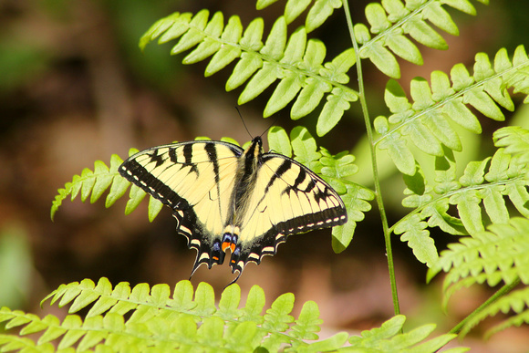Tiger Swallowtail on Fern
