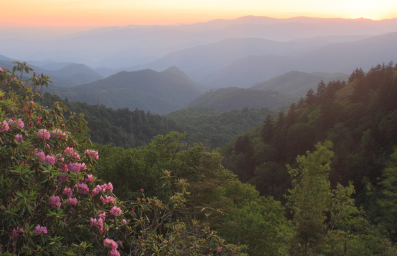 Rhododendron Sunset Wooleyback Overlook 5425