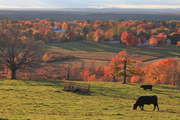 Gibbet Hill Fall Foliage and Cows
