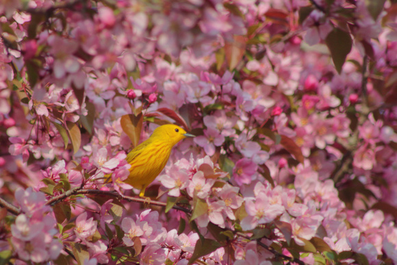 Yellow Warbler and Apple Blossoms