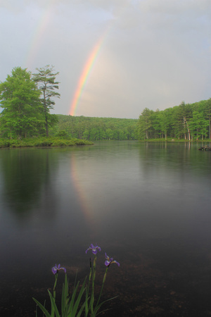 Harvard Pond Blue Flag Iris Rainbow