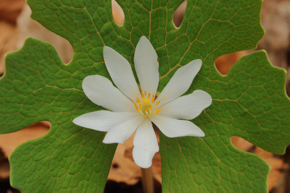 Bloodroot open flower and leaf