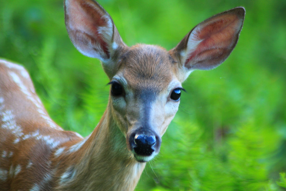 White tailed Deer Fawn Closeup