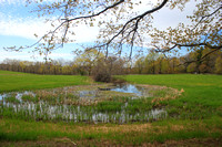 Appleton Farms Field and Pool in Spring