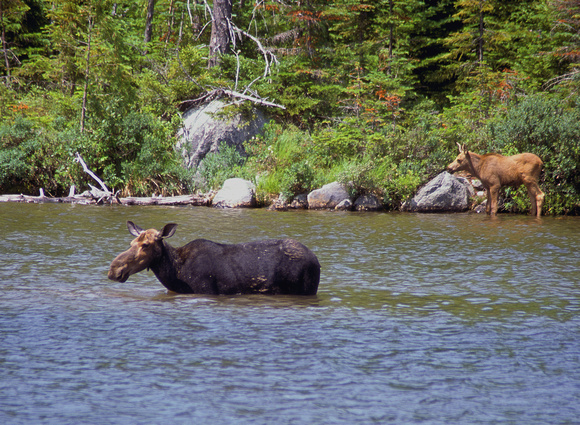 Baxter State Park Cow and Calf Moose "Testing the Water"