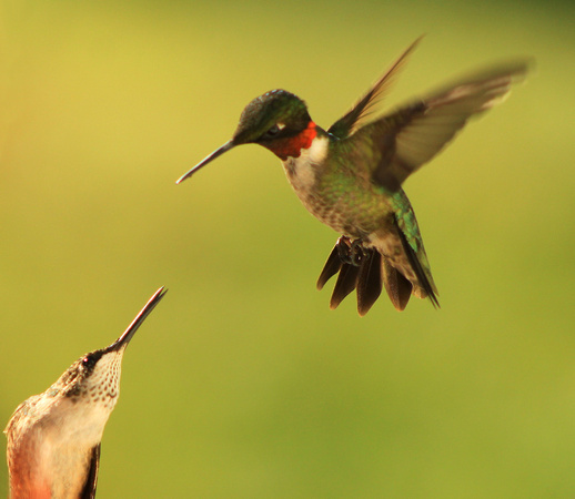 Ruby Throated Hummingbirds Dueling