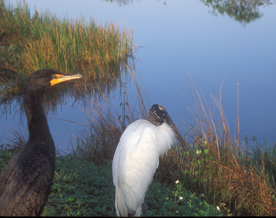 Wood Stork and Double-Crested Cormorant