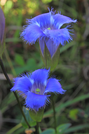 Fringed Gentian Ware River 2018