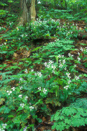 White Violets Rich Mesic Forest