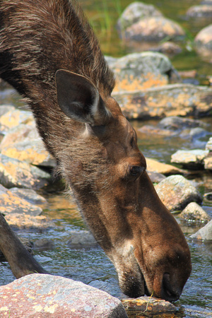 Moose Feeding