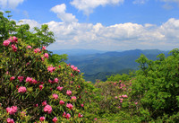 Craggy Gardens Catawba Rhododendrons and Mountain View