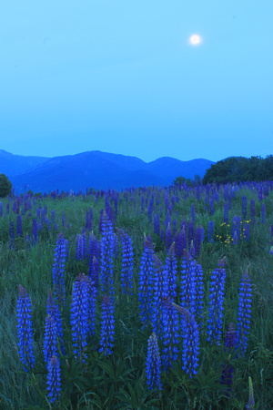Sugar Hill Lupines and Moon
