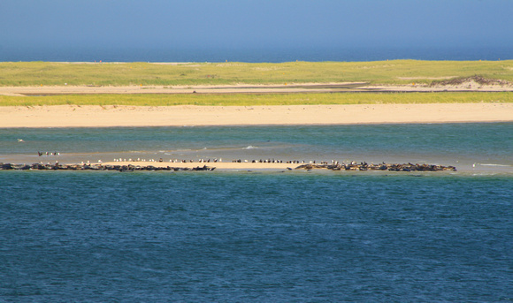 Chatham Gray Seal Colony on Sandbar
