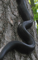 Black Rat Snake Keel Markings