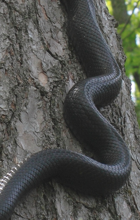 Black Rat Snake Keel Markings