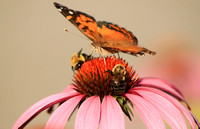 American Painted Lady and Bees on Coneflower