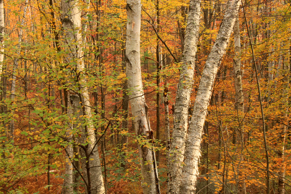 Birch Forest in Autumn