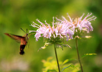Bee Balm Hummingbird Moth