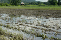 Deerfield MA flooded crops and barn