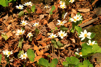 Bloodroot Colony in sunlit forest