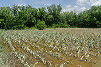 Hadley MA flooded crops