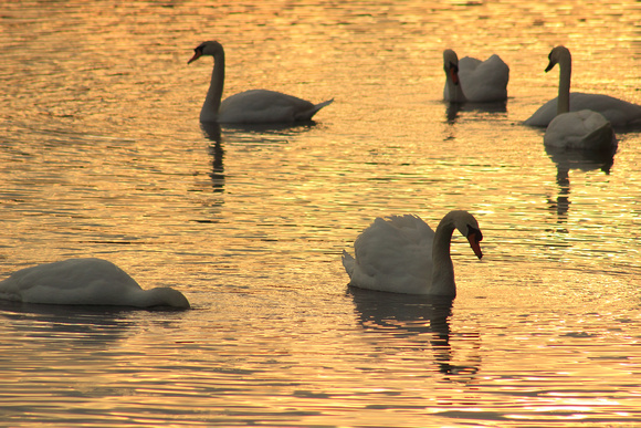 Mute Swans feeding at sunset