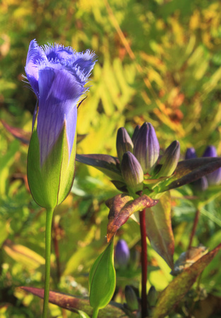 Fringed Gentian and Closed Gentian