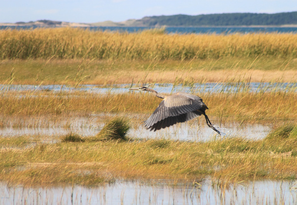 Wellfleet Bay Great Blue Heron Marsh High Tide