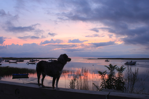 Pamet Harbor Dog watching Sunset