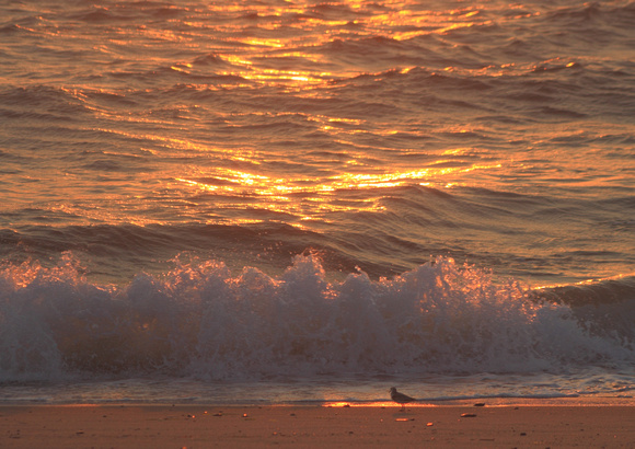 Sandpiper and Sunset Surf