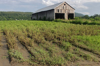 Deerfield MA damaged crops and barn