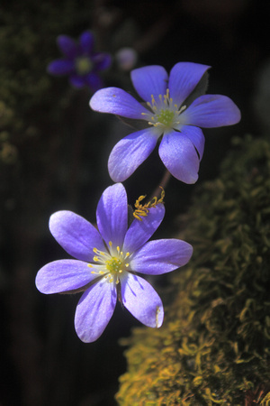 Round Lobed Hepatica in shadow