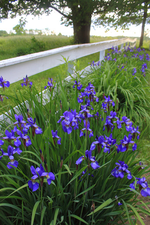 Mandell Hill Blue Flag Iris