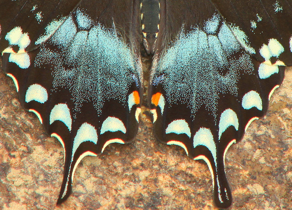 Spicebush Swallowtail Hindwing