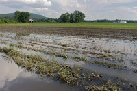 Deerfield MA flooded crops