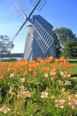 Jonathan Young Windmill and Lilies