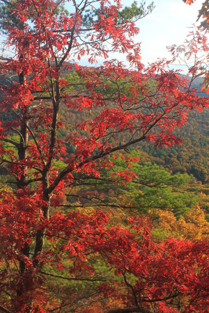 Red Oak on valley ridge