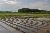 Deerfield MA flooded crop field