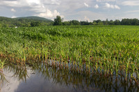 Deerfield MA flooded corn crops