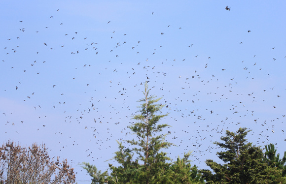 Tree Swallow Flock over Monomoy