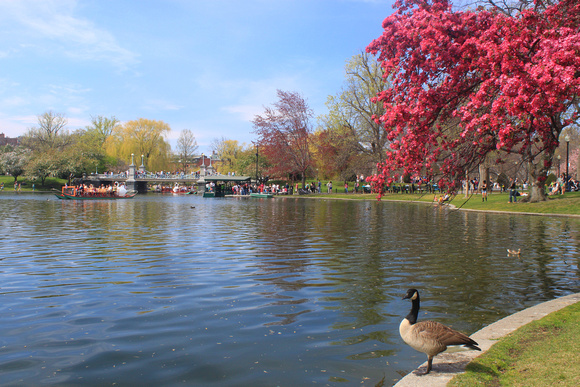 Boston Common Public Garden Pond and Canada Goose