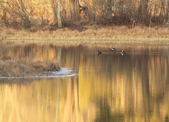 Swift River and Hooded Mergansers in Evening Light